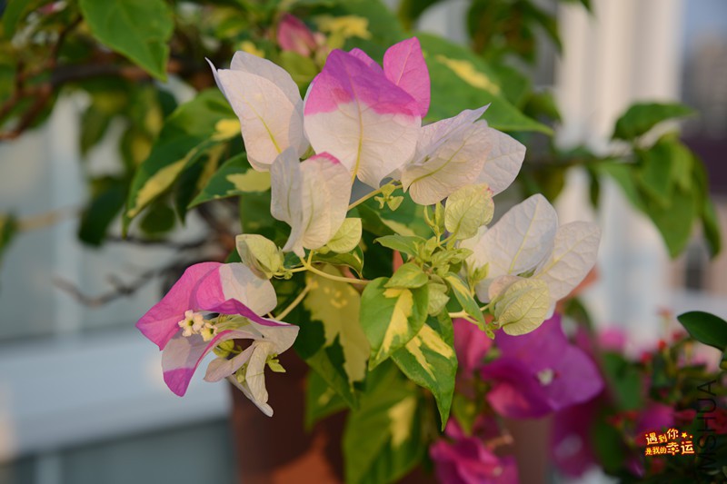 ��Ƭ 026_����.jpg