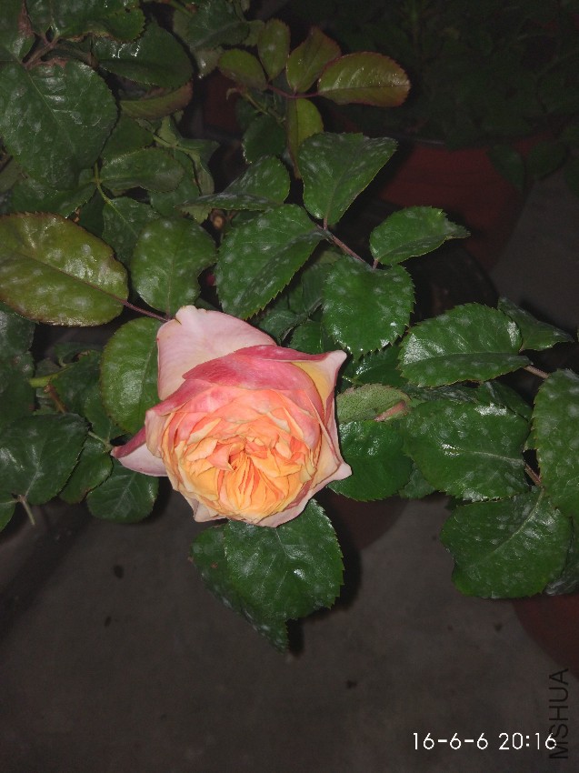 IMG_20160606_201609.jpg