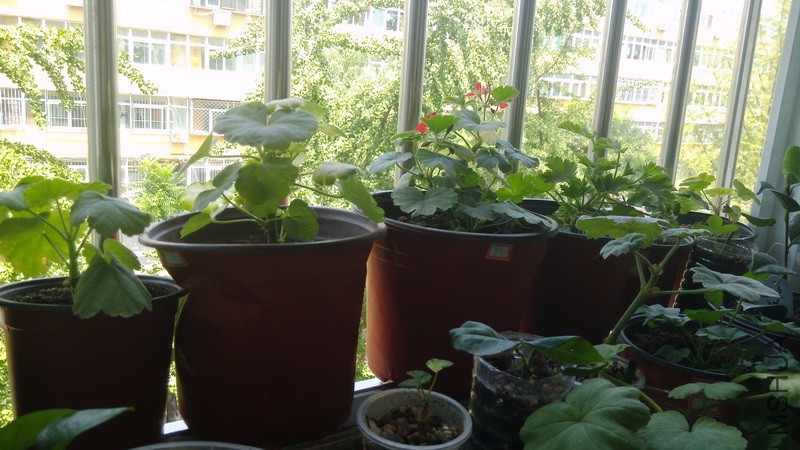 20160727_01.jpg