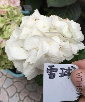 ѩ��.png