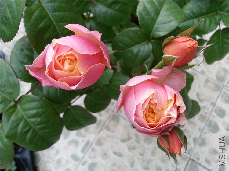 ����ɺ����