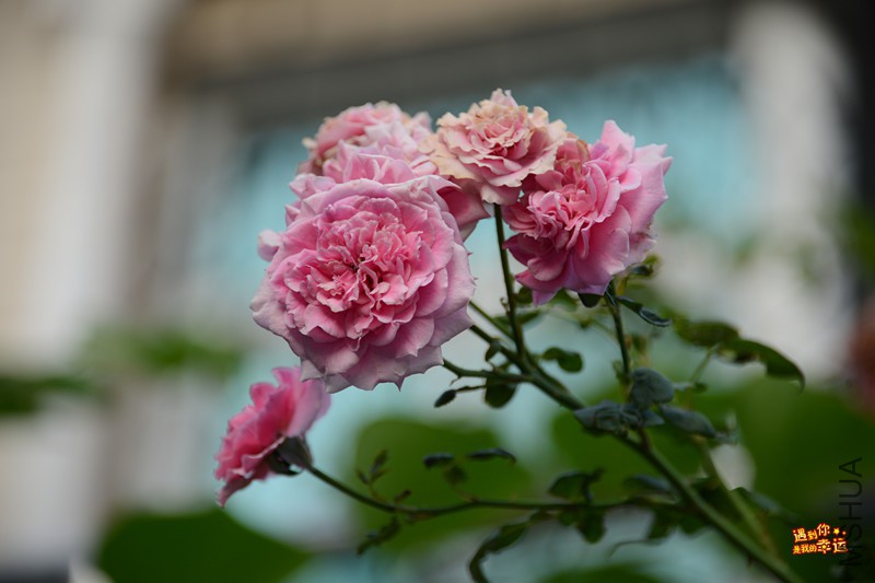 ��Ƭ 011_����.jpg