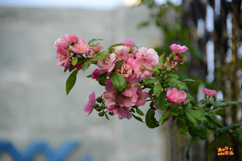 ��Ƭ 006_����.jpg