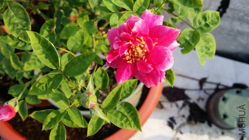 20160801_074257.jpg