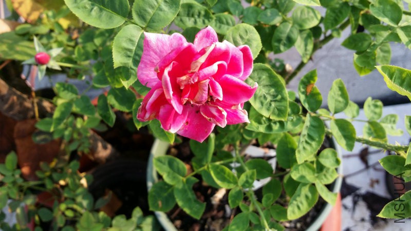 20160801_074301.jpg
