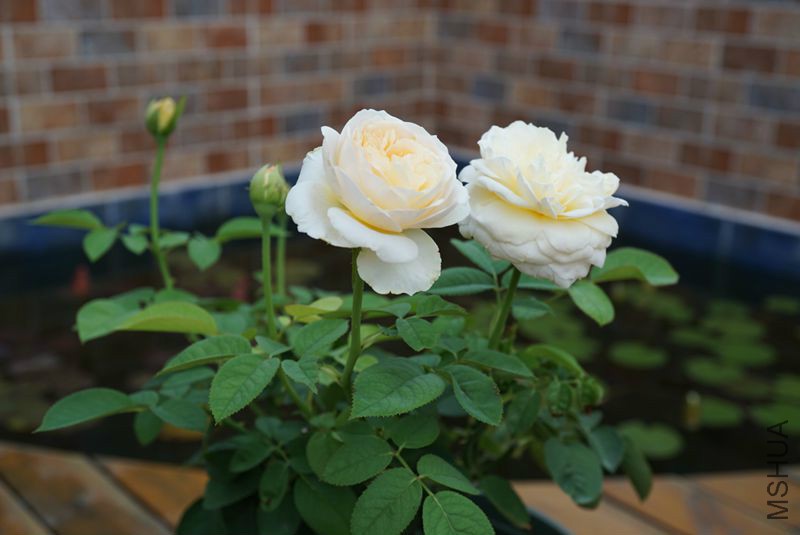DSC01362.JPG
