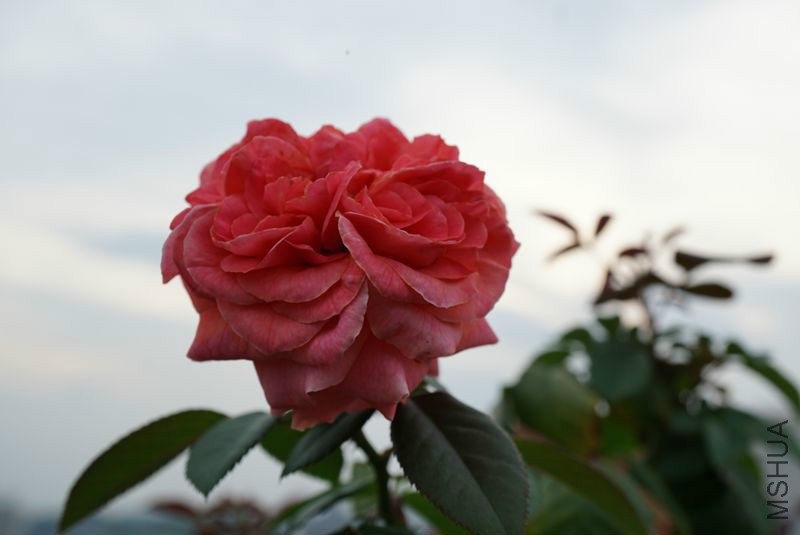 DSC01372.JPG
