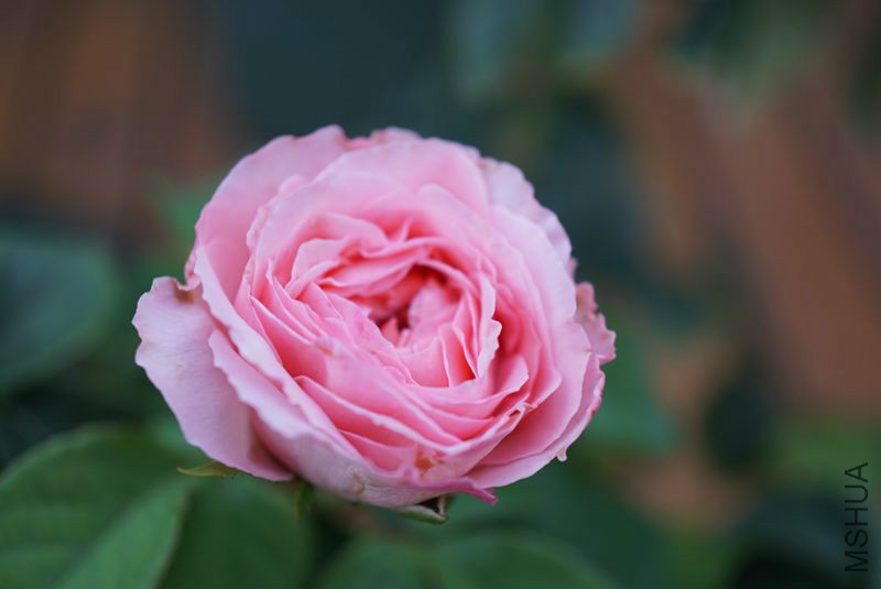 DSC01375.JPG