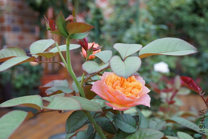 DSC01376.JPG