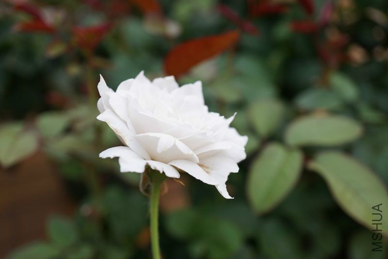 DSC01378.JPG