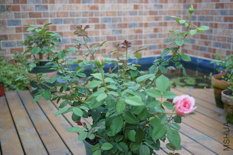 DSC01395.JPG