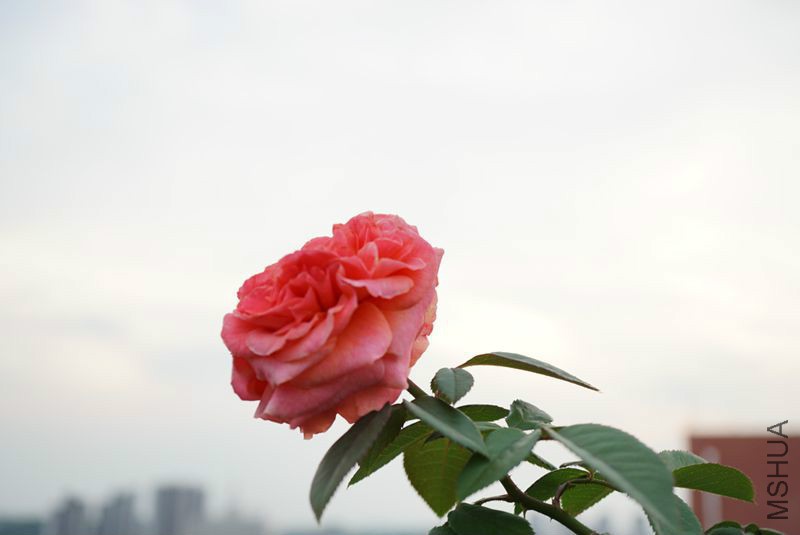 DSC01396.JPG