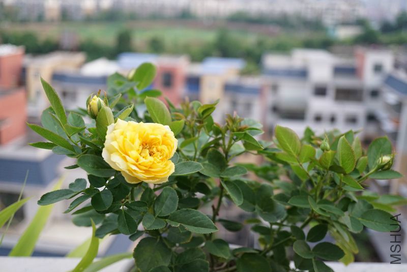 DSC01403.JPG