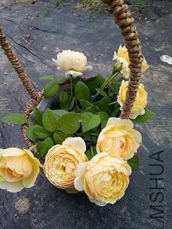 IMG20160625151051.jpg
