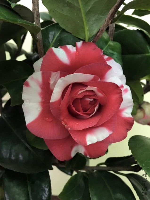 ����ِŮ��