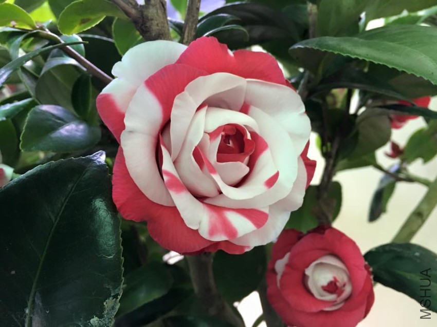 ����ِŮ��