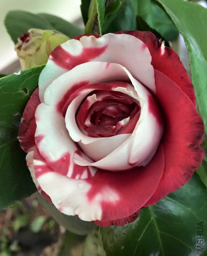 ����ِŮ��