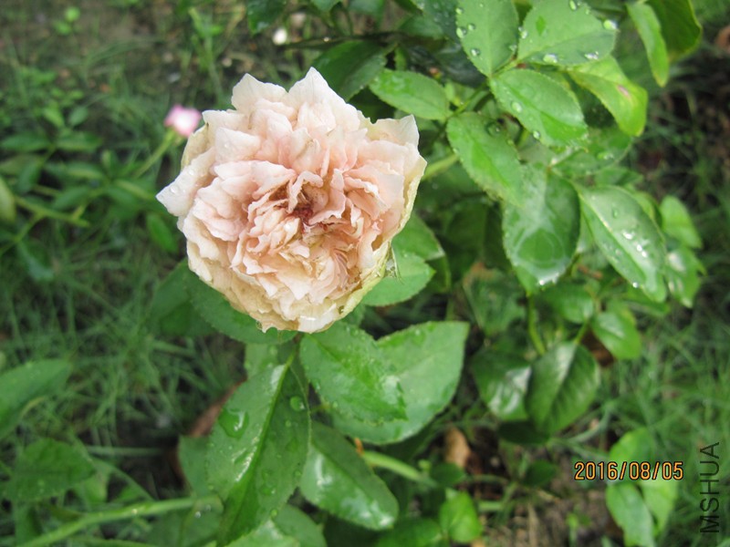 IMG_9814.JPG