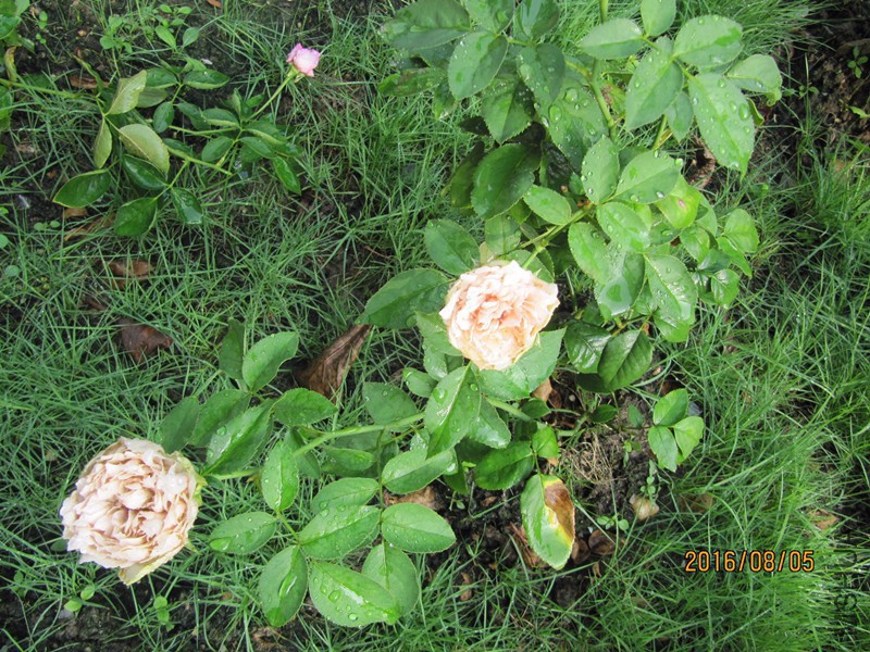 IMG_9815.JPG