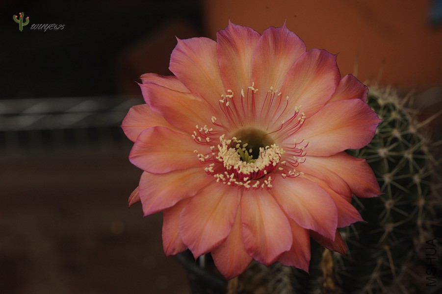 DX-C017-1.JPG