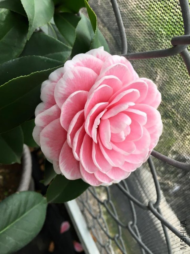 �۵�