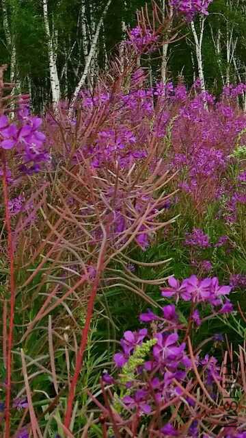 2016-08-05 20.27.41.jpg