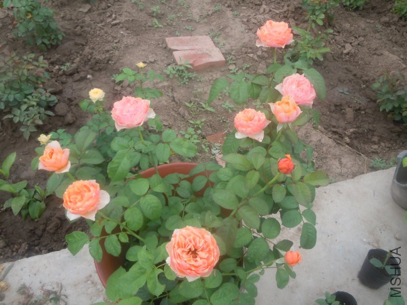 DSCN8980.JPG