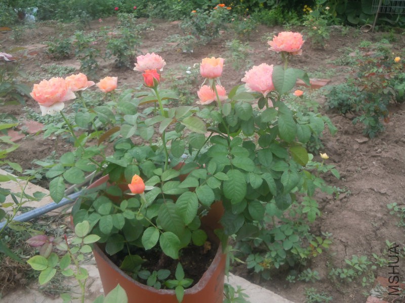 DSCN8981.JPG