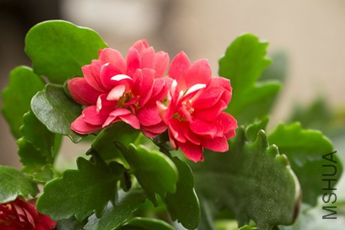 IMG_1379jpg0801.jpg
