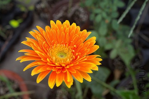 IMG_1418jpg0806.jpg
