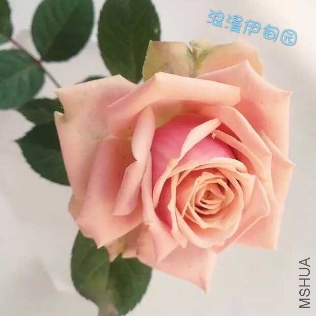 image.jpeg