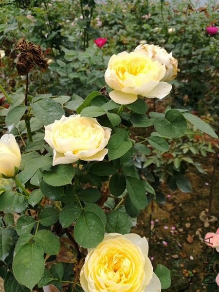 IMG_20160803_085724.jpg