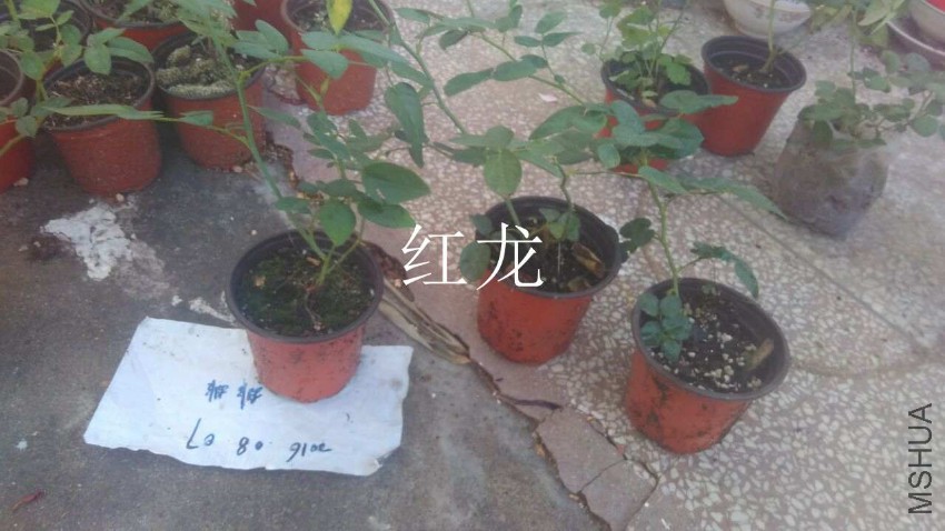 QQͼƬ20160807210807.jpg