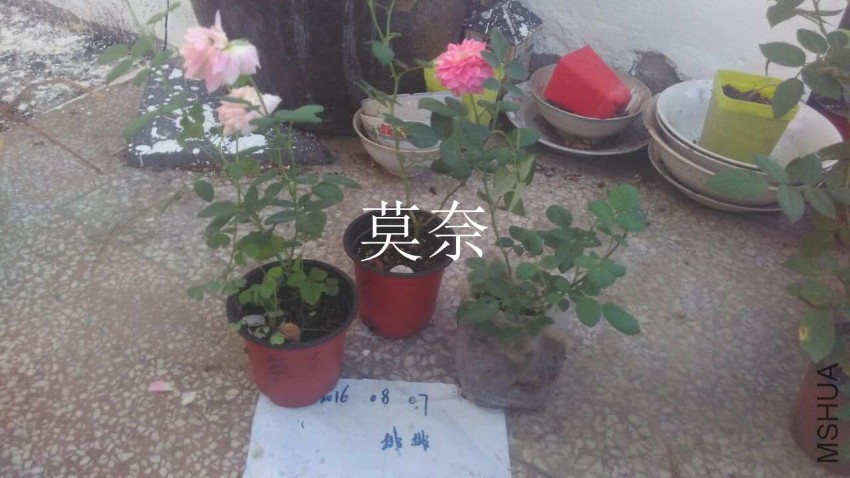QQͼƬ20160807210834.jpg
