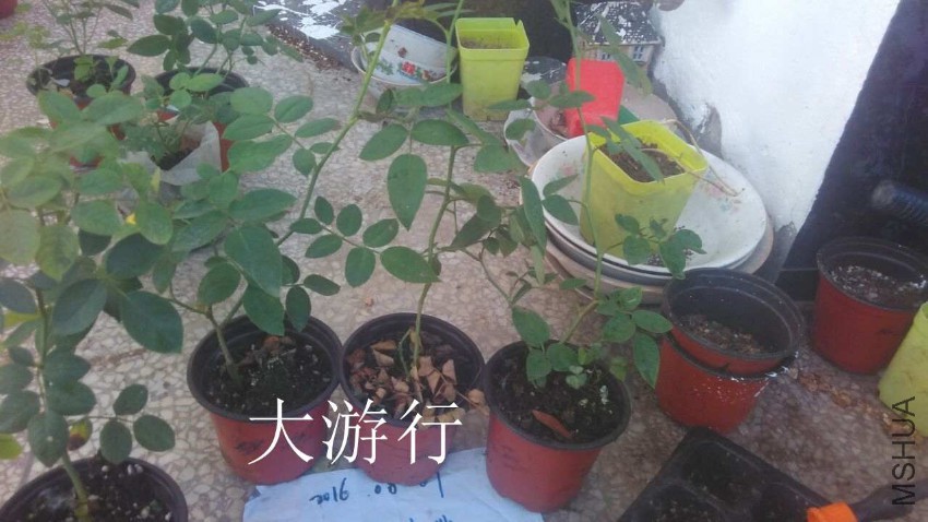 QQͼƬ20160807210830.jpg