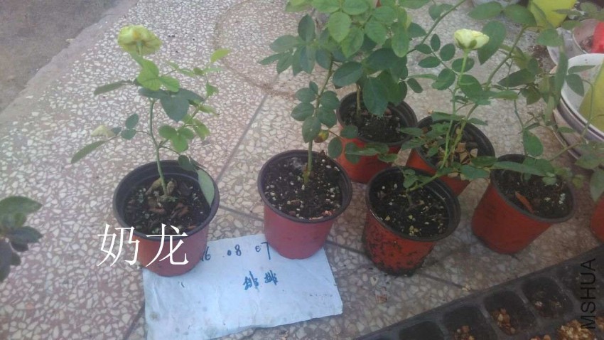 QQͼƬ20160807210809.jpg