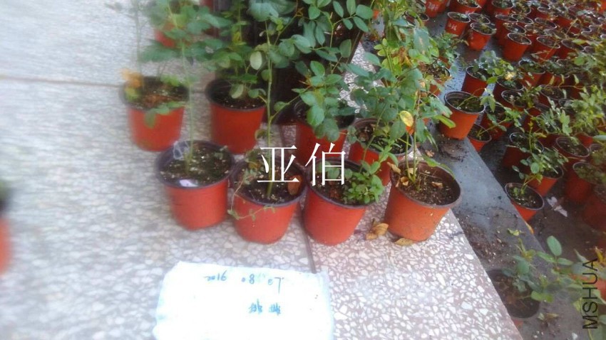 QQͼƬ20160807210840.jpg