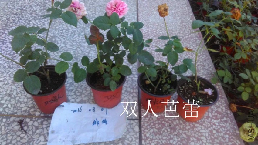 QQͼƬ20160807210856.jpg