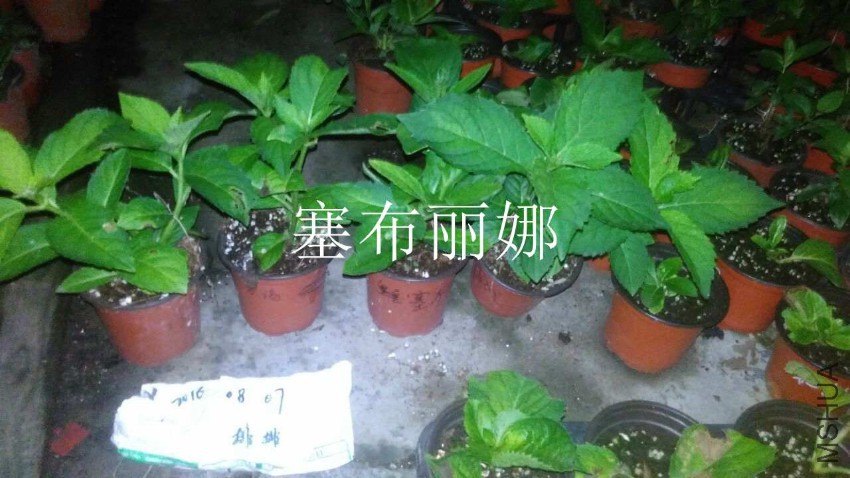 QQͼƬ20160807212302.jpg
