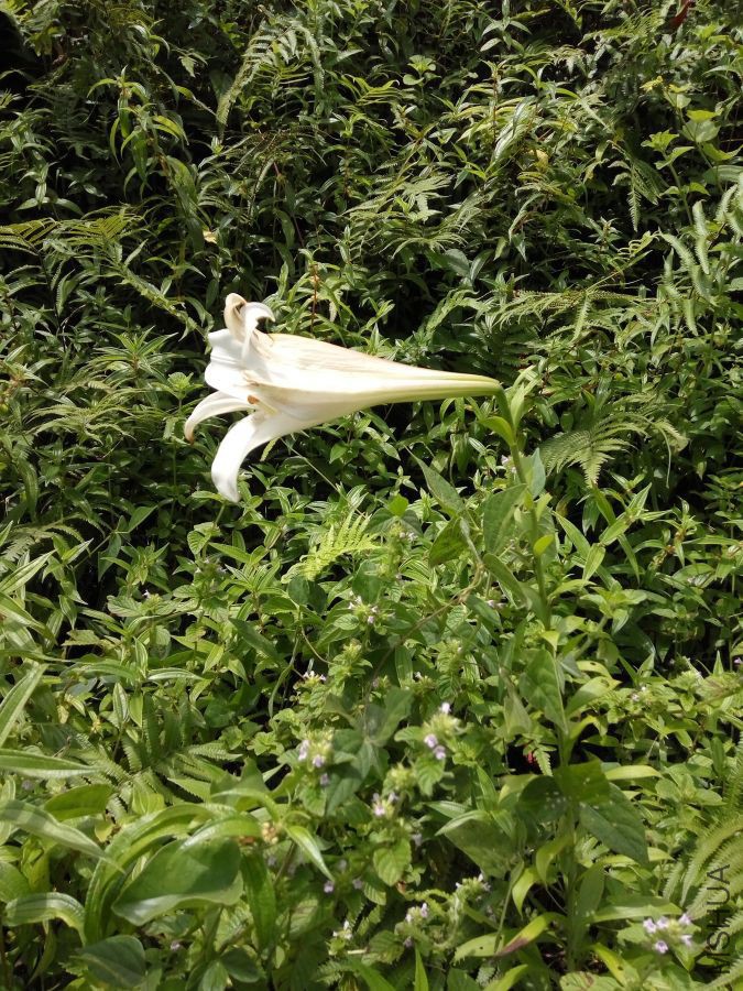 IMG_20160807_133202.jpg