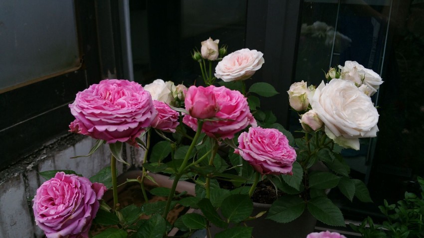 Rose Pamirs Terrazza