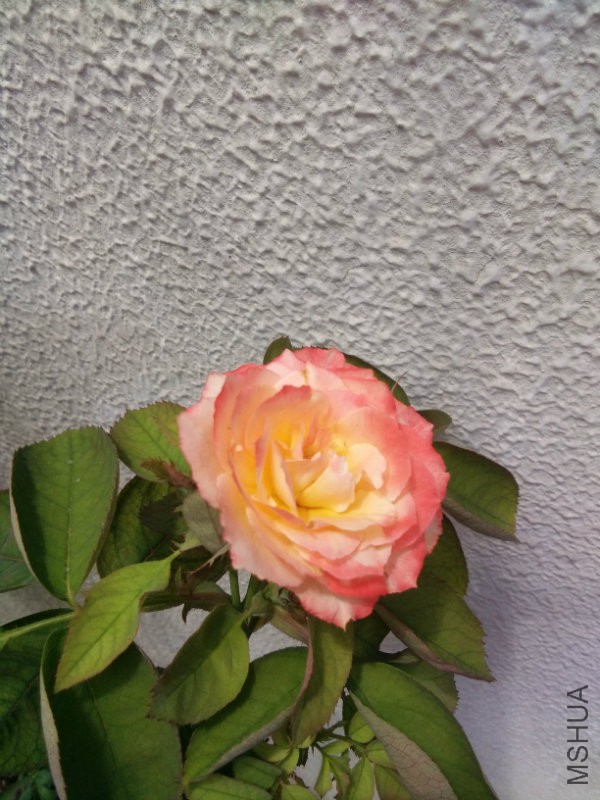 IMG_20160801_122149.jpg