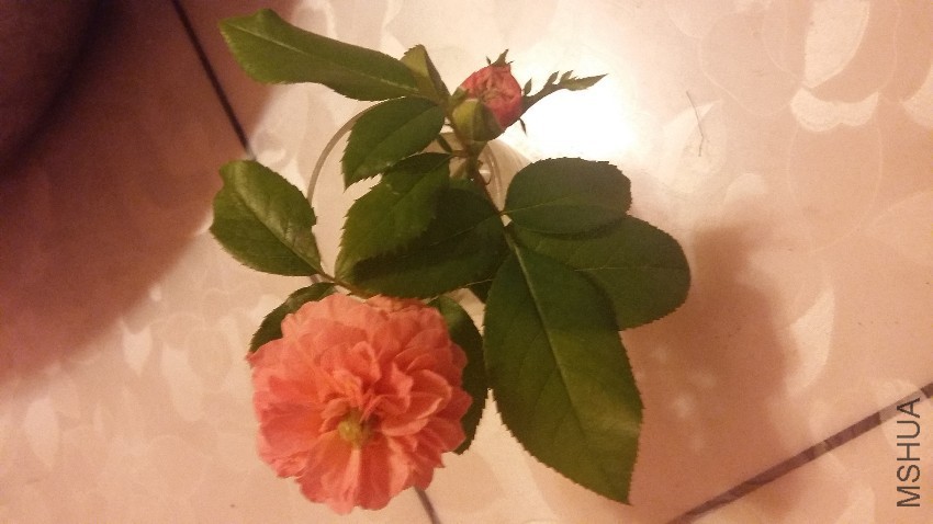 20160809_065058.jpg