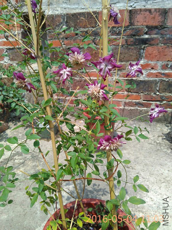 IMG_20160504_110346.jpg