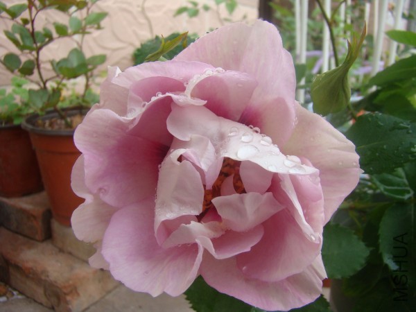 conew_dsc09901.jpg