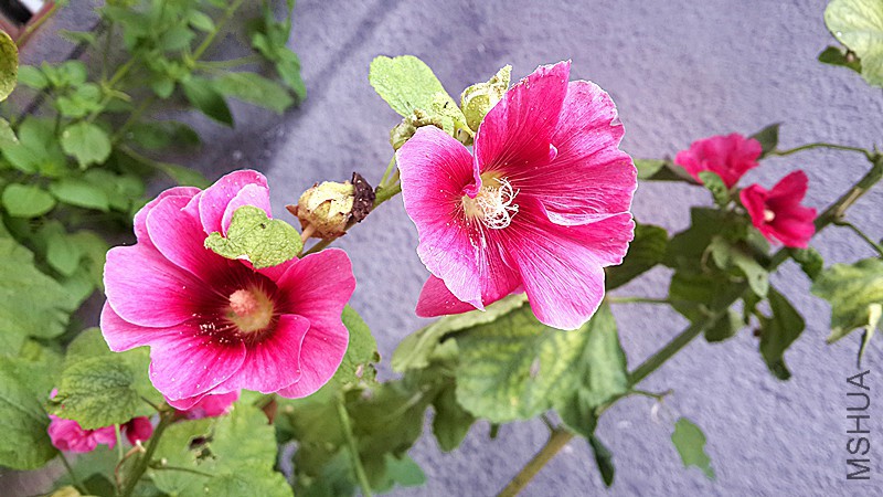 20160811_080419_����.jpg