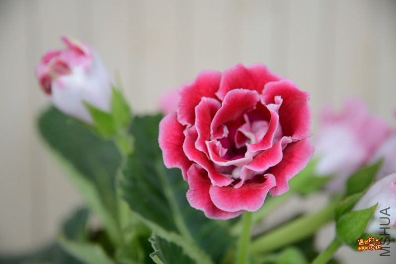 ��Ƭ 131_����.jpg