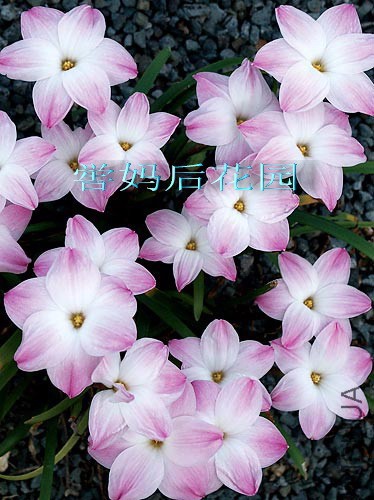 ��������Zephyranthes sp. Labuffarosa 'Lily Pies'��1.jpg