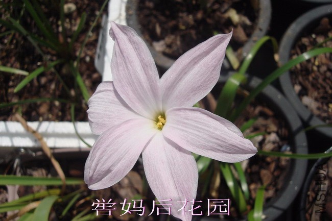 Cooperia pedunculata�տ�ʼ�Ŀ���ʱ���Ǵ��׵ڶ�����ɫ.jpg