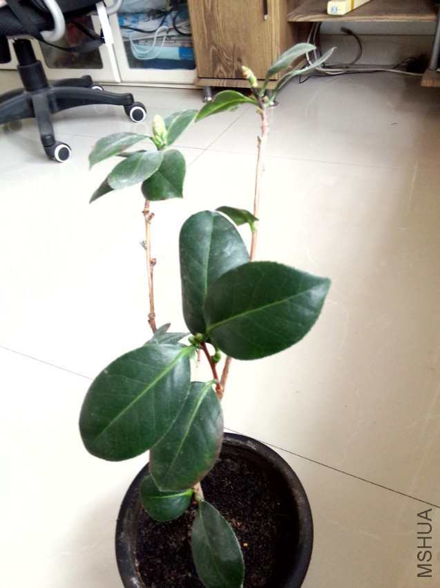 �⼸Ƭ��Ҷ���ǽ��������ģ���һƬҲ����